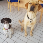 Our office managers - Raymond and Scampi!!